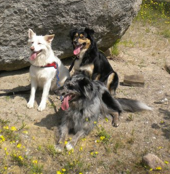 Elton (Border Collie, Collie, Golden Retriever, Labrador) Border Collie Collie Golden Retriever Labrador 